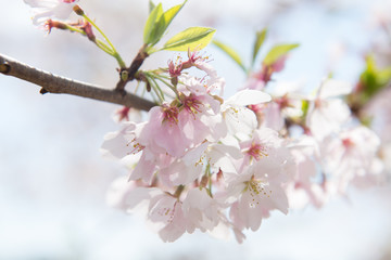 Cherry blossom close up