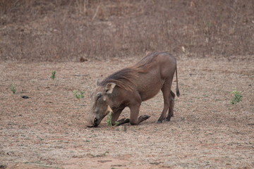 warthog