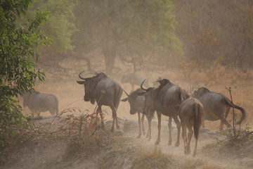Wildebeest
