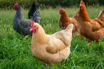 Rolgordijnen Free range chickens © Moonborne