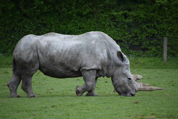 Naklejka premium rhinocéros blanc