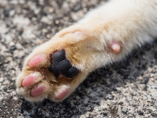 White brown cat's paw close-up