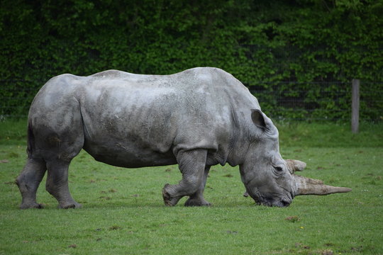 rhinocéros blanc