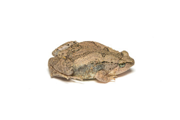 Young Asian painted frog isolated on white background