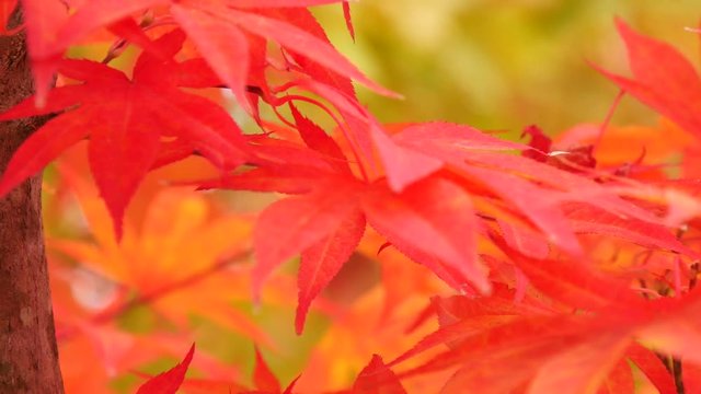 Beautiful image of red maple leaves in wind