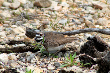 Guarding The Nest