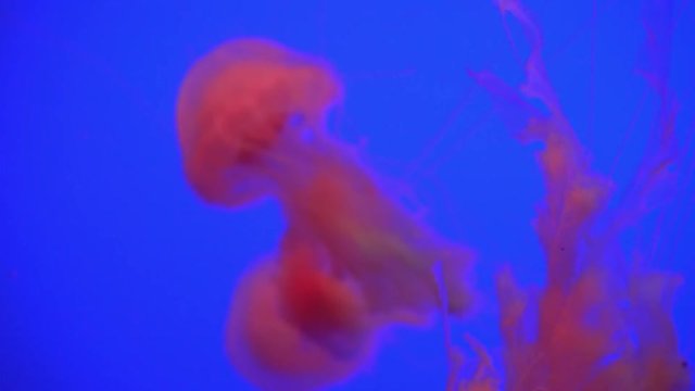White Blue and orange color changing jellyfish floating in water aquarium in 4K (UHD)