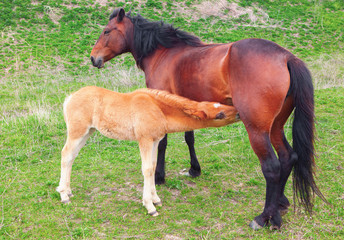 Naklejka na ściany i meble two brown horses mother and child