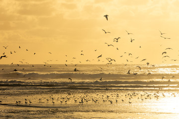 Seagulls taking to the air off a beach during sunset