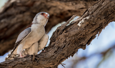 pygmy_falcon
