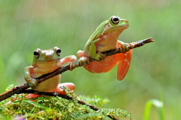 Naklejka premium Frog