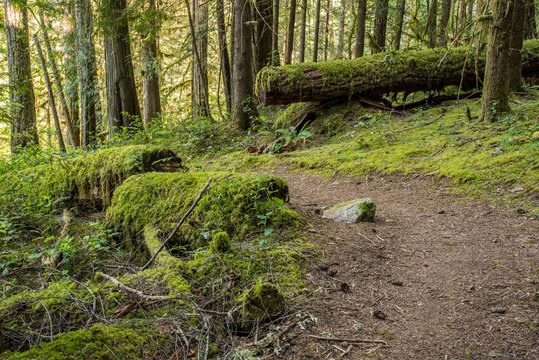 Trail Through Moss Covered Trees © kellyvandellen