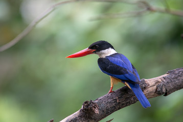 Black-capped Kingfisher (Halcyon pileata)