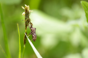 Fototapeta premium Insect on plant