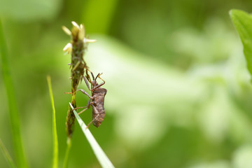 Insect on plant