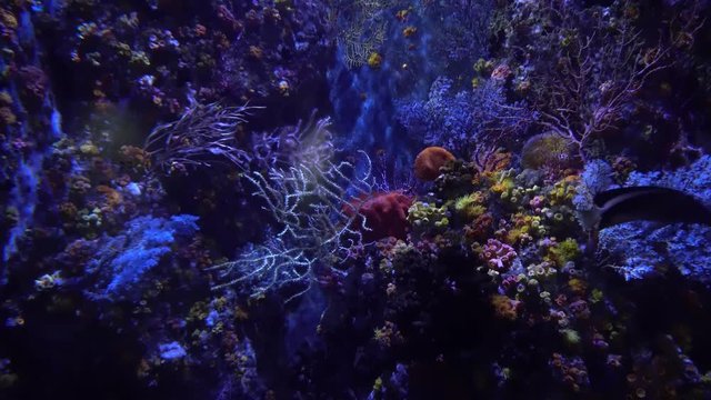 Underwater view of Colorful Exotic fishes in an Aquarium in 4K (UHD)