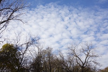 Puffy clouds, blue skies, tops of trees