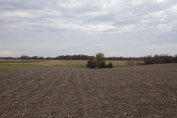 Harvested bean field on a cloudy fall day