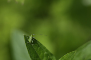 insect on the lawn