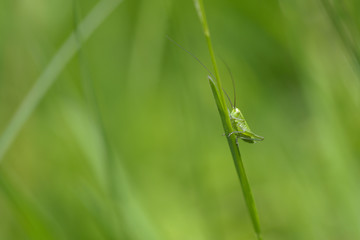 insect on the lawn