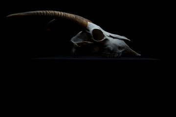 The Goat Skull