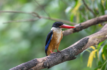 Black-capped Kingfisher (Halcyon pileata)