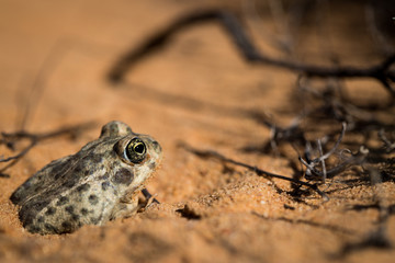 sand_toad