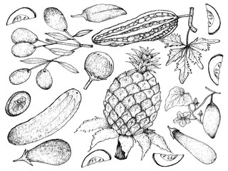 Hand Drawn of Gourd and Squash Fruits