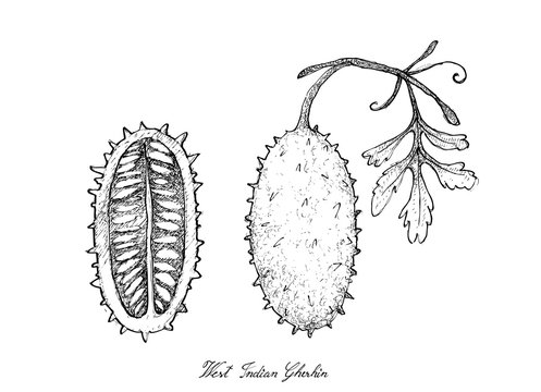Hand Drawn of Fresh West Indian Gherkin Fruit