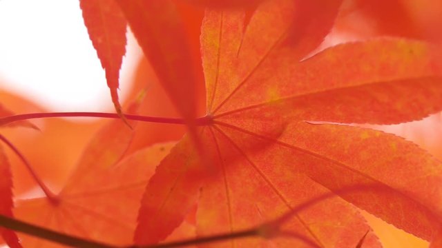 Beautiful image of red maple leaves in wind