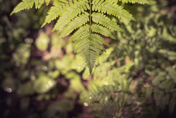 Bracken Fern After Summer Rain