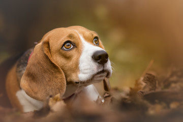 Autumn portrait of Beagle Dog