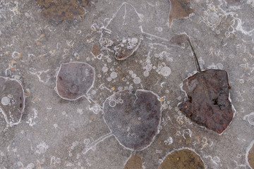 Aspen Leaves Frozen in Ice