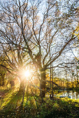 Sunset in the branches of an old oak tree