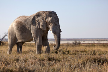 Obraz premium Elefantenbulle