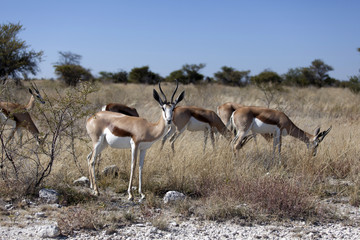 Gazellen