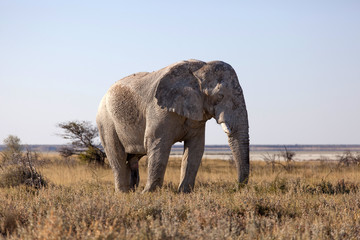 Fototapeta na wymiar Elefantenbulle
