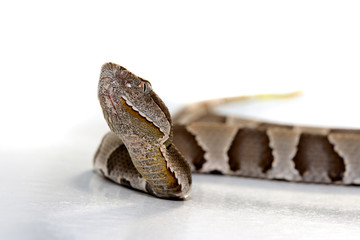 Broad-Band Copperhead snake (Agkistrodon contortrix laticinctus) on white background coiled and ready to strike