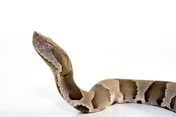 Naklejka premium Broad-Band Copperhead snake (Agkistrodon contortrix laticinctus) on white background coiled and ready to strike
