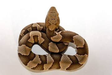 Naklejka premium Broad-Band Copperhead snake (Agkistrodon contortrix laticinctus) on white background coiled and ready to strike