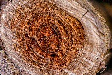 Firewood harvested for the winter neatly stacked. Natural wooden background, chopped firewood....