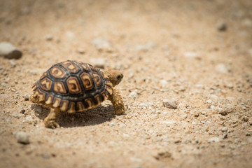 tortoise_2