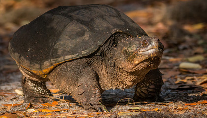 A common snapping turtle, out for a stroll