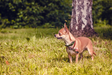 Smooth-haired Chihuahua dog on a walk. Chihuahua in green summer grass. Chihuahua Girl looks nice in Nature