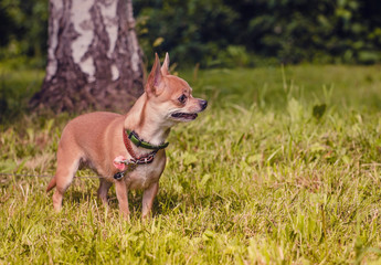 Smooth-haired Chihuahua dog on a walk. Chihuahua in green summer grass. Chihuahua Girl looks nice in Nature