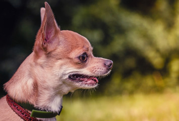 Portrait of Smooth-haired Chihuahua dog on a walk. Chihuahua in green summer grass. Chihuahua Girl looks nice in Nature
