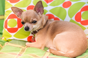 Portrait of cute little short-haired beige Chihuahua on the sofa. Chihuahua lies on the green couch in the garden. Animals concept