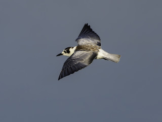 White-winged Tern in Flight