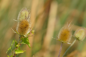 Plant on field
