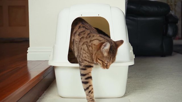 4K Cat Using Litter Box. Close-up view of Bengal cat digging inside an enclosed litter box and going out of it. 10 seconds.